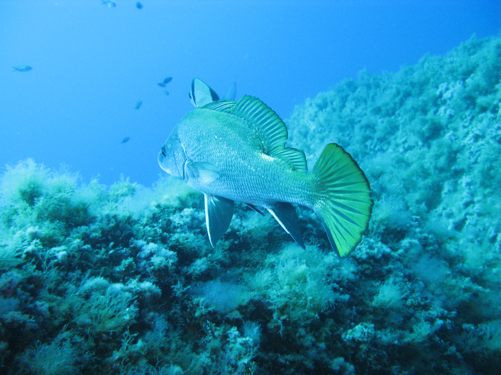 diving-cavallo-lavezzi-corsica