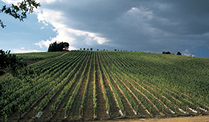 Cantine Antinori – Firenze
