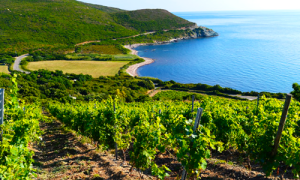 Vacanza in Corsica: viaggio tra i migliori vini del territorio
