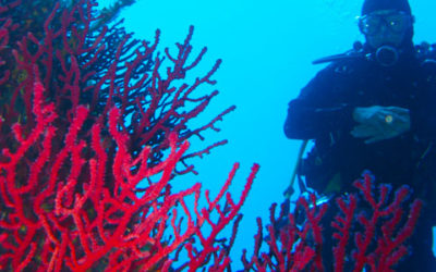 Diving in Corsica: the underwater world around the Lavezzi Islands