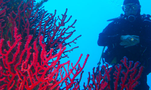 Diving in Corsica: the underwater world around the Lavezzi Islands